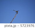 とんぼ 5723976