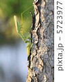 カマキリ 5723977