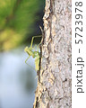 カマキリ 5723978