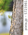 カマキリ 5723981