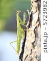 カマキリ 5723982