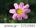 コスモス 5723983
