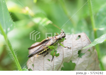 鳴いているササキリのオス 5724282