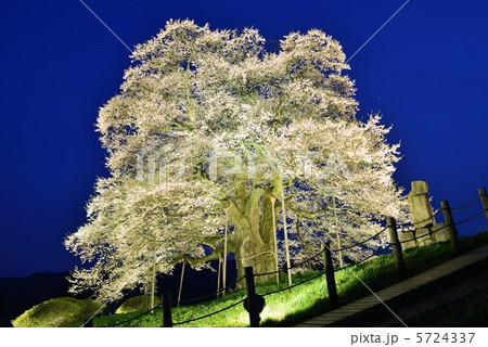 醍醐桜 醍醐桜 5724337