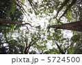下鴨神社（糺の森） 5724500