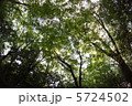 下鴨神社（糺の森） 5724502