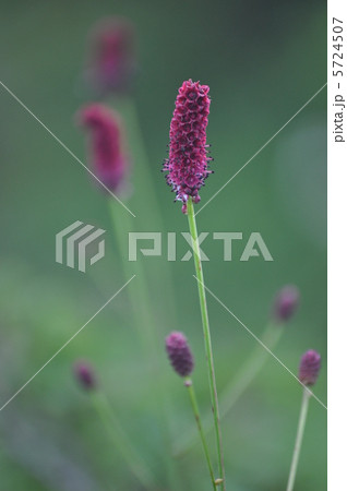 ワレモコウ 5724507