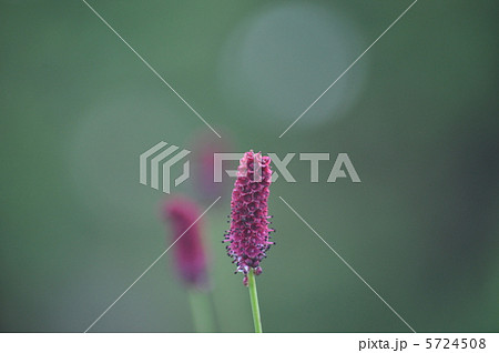 ワレモコウ　２ 5724508