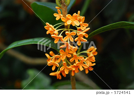 キンモクセイ 5724541