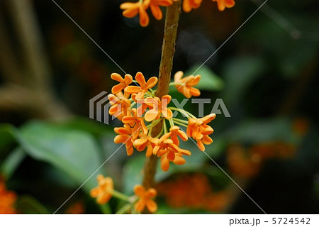 キンモクセイ キンモクセイ 5724542