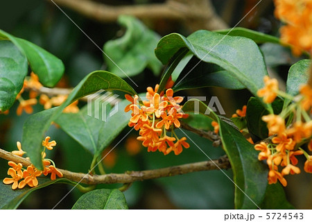 キンモクセイ キンモクセイ 5724543