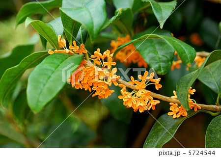 キンモクセイ キンモクセイ 5724544