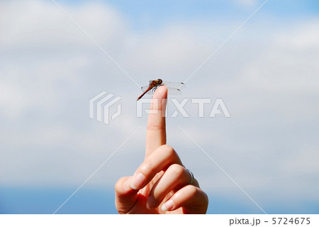 指にとまった赤トンボ 5724675