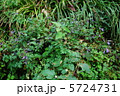 自然の生花 5724731