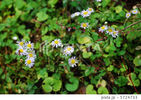 秋の道端 5724733