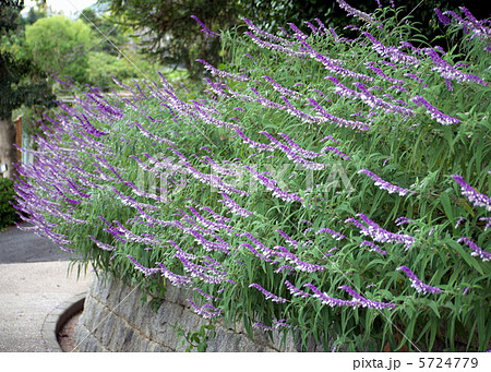 アメジストセージ 5724779