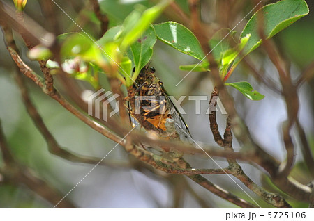 ヒグラシ 5725106