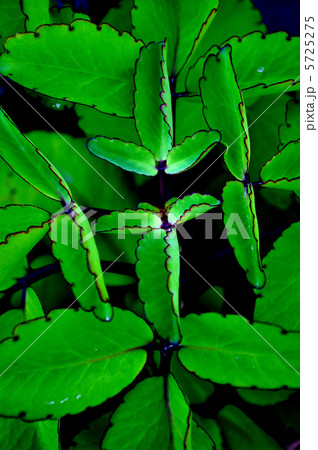 セイロンベンケイ草 5725275