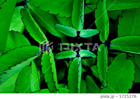 トウロウソウ 5725276