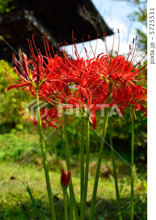 彼岸花 5725531