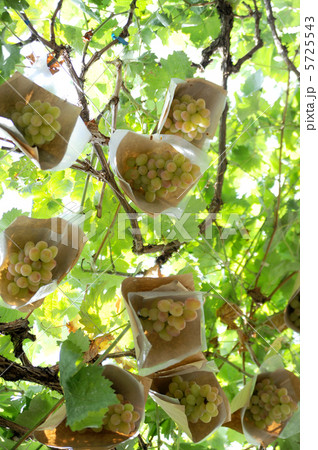 ブドウ ブドウ 5725543
