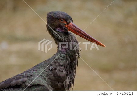 ナベコウの横顔 ナベコウの横顔 5725611