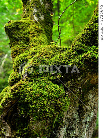 苔と木 5725645