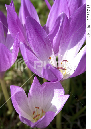 コルチカム2 5725713