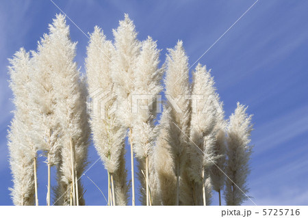 パンパスグラス 5725716