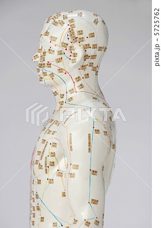 経穴人形 5725762