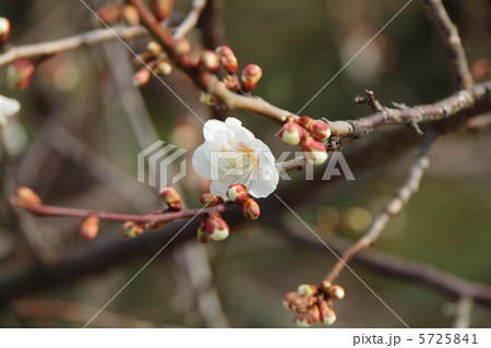白梅の花 5725841