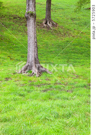 立ち木の根元の写真素材