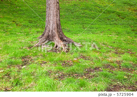 立ち木の根元の写真素材
