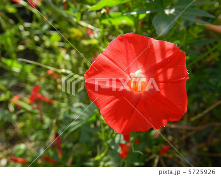 秋のハゴロモルコウソウ（羽衣縷紅草） 5725926