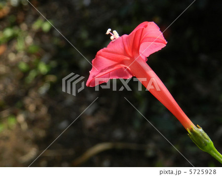 秋のハゴロモルコウソウ（羽衣縷紅草） 5725928