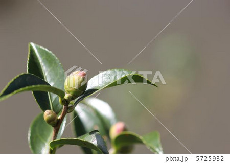 山茶花 朝倉 のつぼみ０１の写真素材