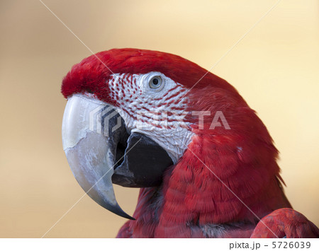 インコ 5726039