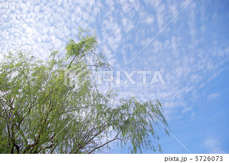 柳とまだら雲の青空 5726073