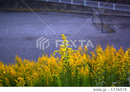 夕暮れ時のサッカー広場の土手に咲く背高泡立草 5726078