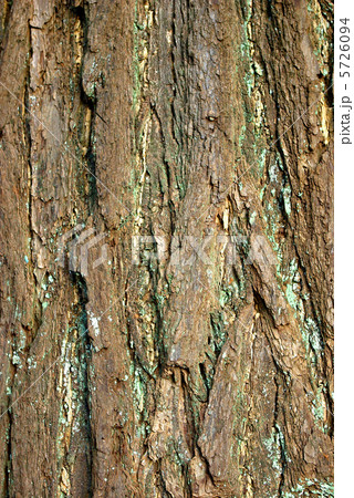 イチョウの大木の樹皮の写真素材