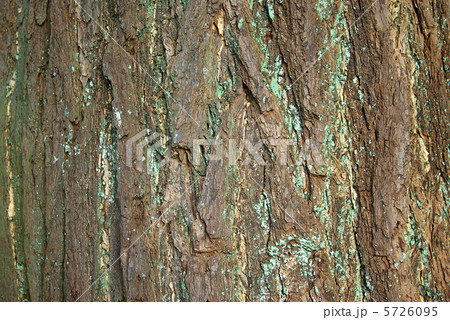 イチョウの大木の樹皮の写真素材