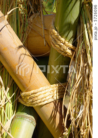 稲木を縛るわら縄 5726096
