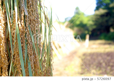 稲木に干された稲穂 5726097