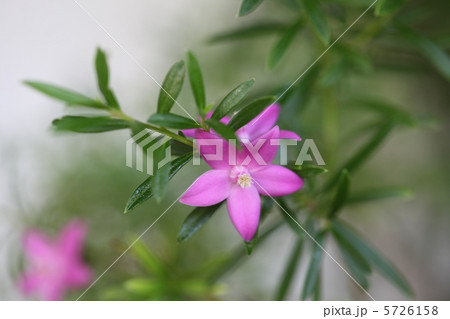 クロウエア・エクサラタ 5726158