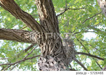 公園のニセアカシアの木の幹 5726466