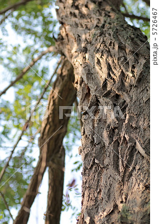 公園のニセアカシアの木の幹 5726467