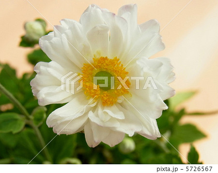 秋の花　秋明菊 5726567