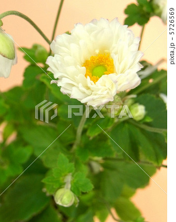 秋の花　秋明菊 5726569