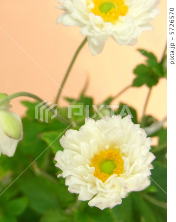 秋の花 秋明菊 秋の花 秋明菊 5726570