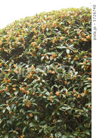 4　キンモクセン 5726740